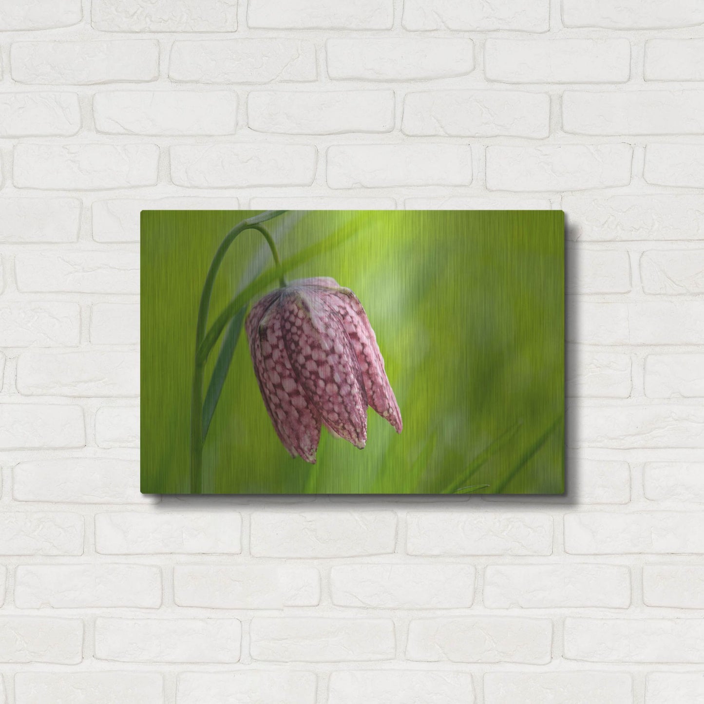 Luxe Metal Art 'Snake's Head Fritillary Flower' by Cora Niele, Metal Wall Art,24x16