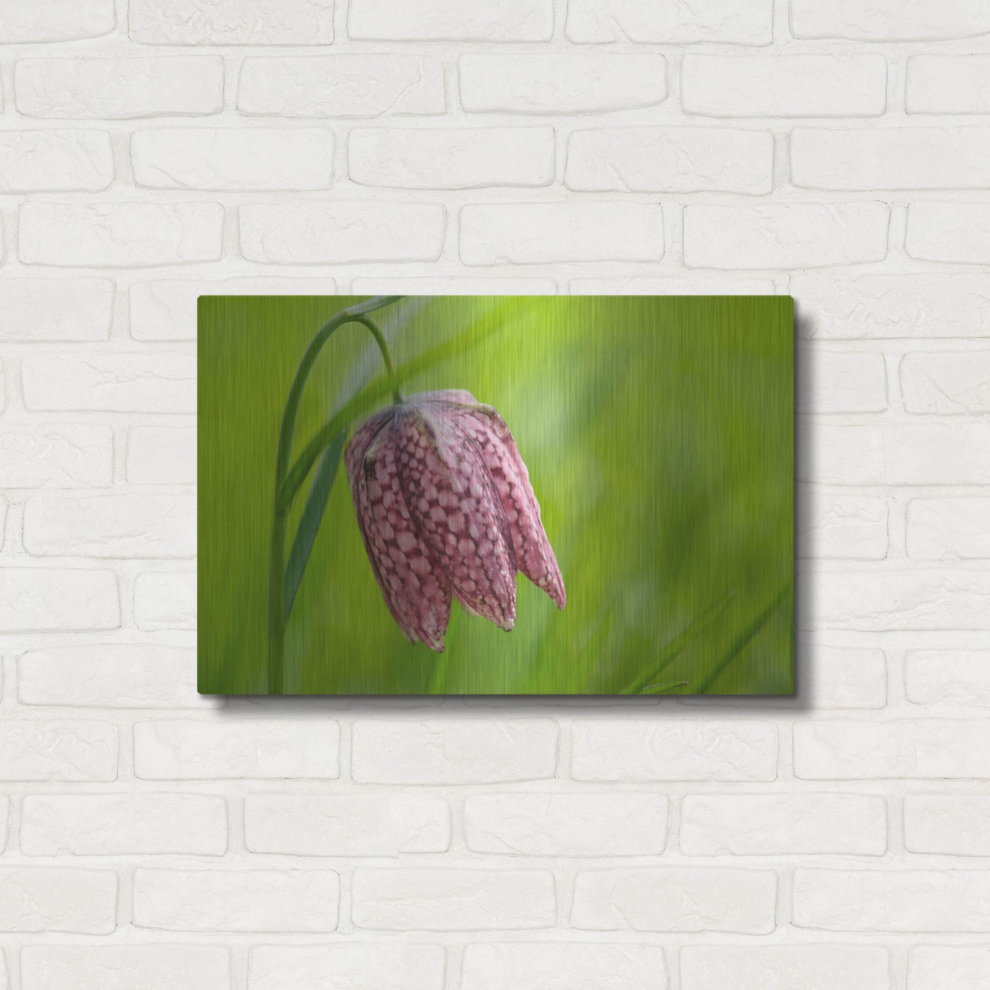 Luxe Metal Art 'Snake's Head Fritillary Flower' by Cora Niele, Metal Wall Art,24x16