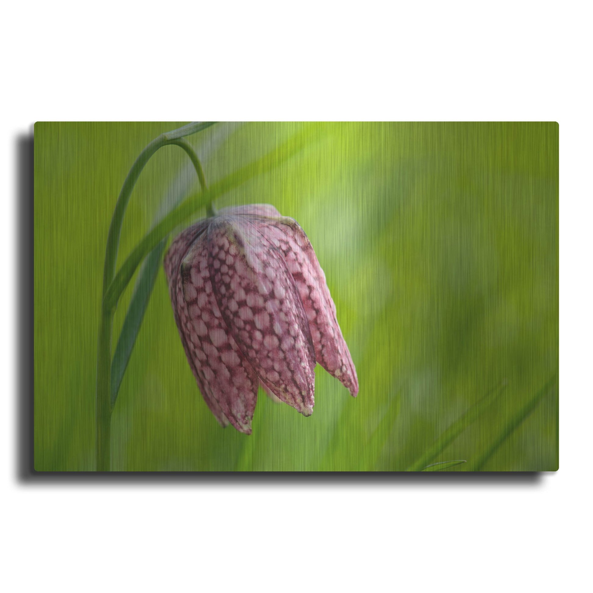 Luxe Metal Art 'Snake's Head Fritillary Flower' by Cora Niele, Metal Wall Art