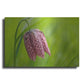 Luxe Metal Art 'Snake's Head Fritillary Flower' by Cora Niele, Metal Wall Art