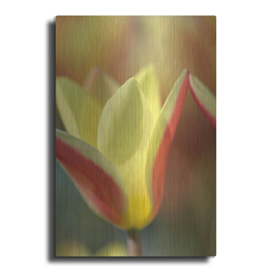 Luxe Metal Art 'Tulip Tinka' by Cora Niele, Metal Wall Art