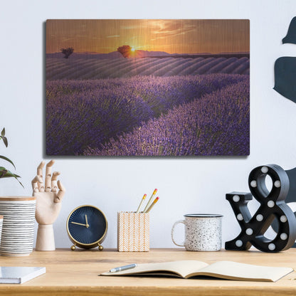 Luxe Metal Art 'Lavender Field at Sunset' by Cora Niele, Metal Wall Art,16x12