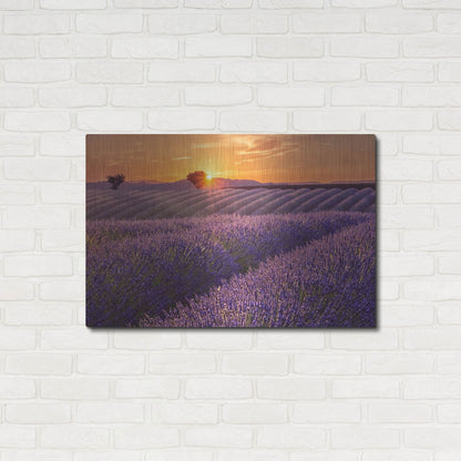 Luxe Metal Art 'Lavender Field at Sunset' by Cora Niele, Metal Wall Art,36x24