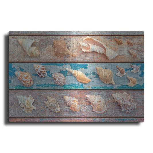 Luxe Metal Art 'Sea Snail Shells' by Cora Niele, Metal Wall Art