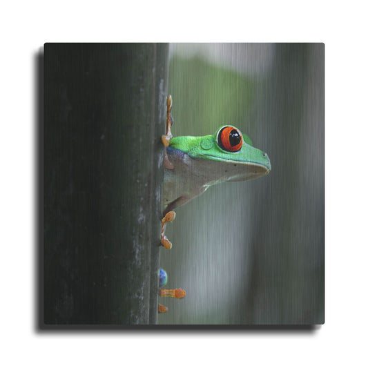 Luxe Metal Art 'Red Eyed Tree Frog' by Dana Brett Munach, Metal Wall Art