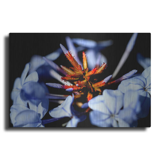 Luxe Metal Art 'Blue And Orange Flower' by Dana Brett Munach, Metal Wall Art