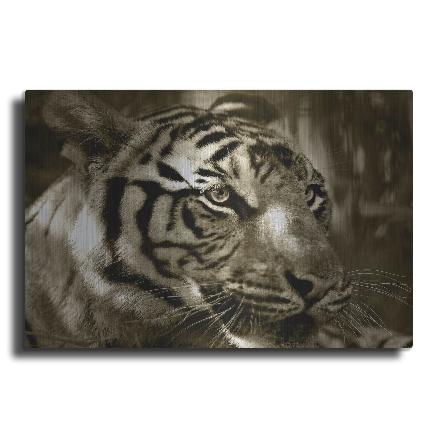 Luxe Metal Art 'Focus' by Dana Brett Munach, Metal Wall Art