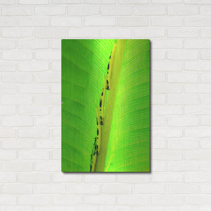 Luxe Metal Art 'Following The Leader' by Dana Brett Munach, Metal Wall Art,24x36