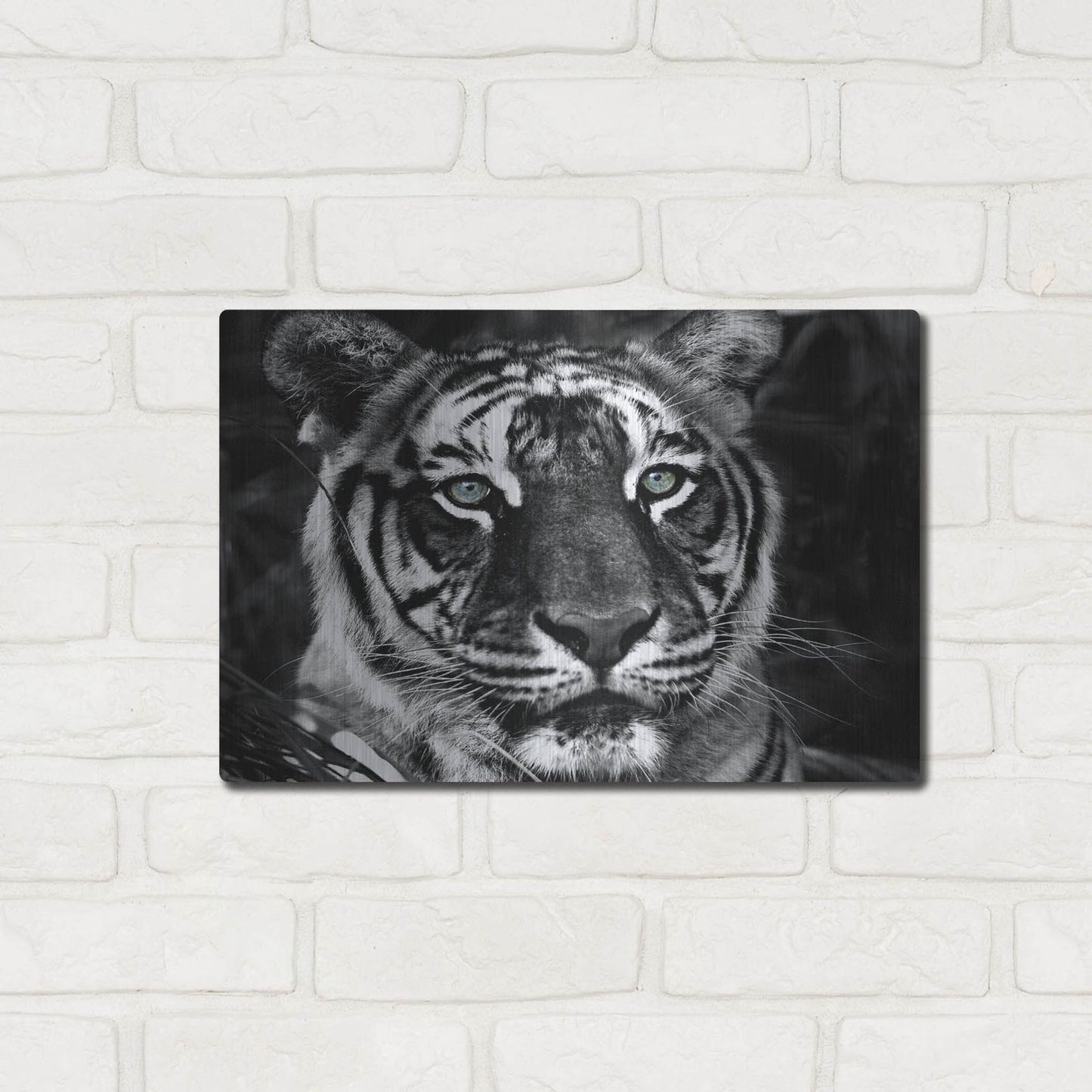 Luxe Metal Art 'The Observer Black & White' by Dana Brett Munach, Metal Wall Art,16x12