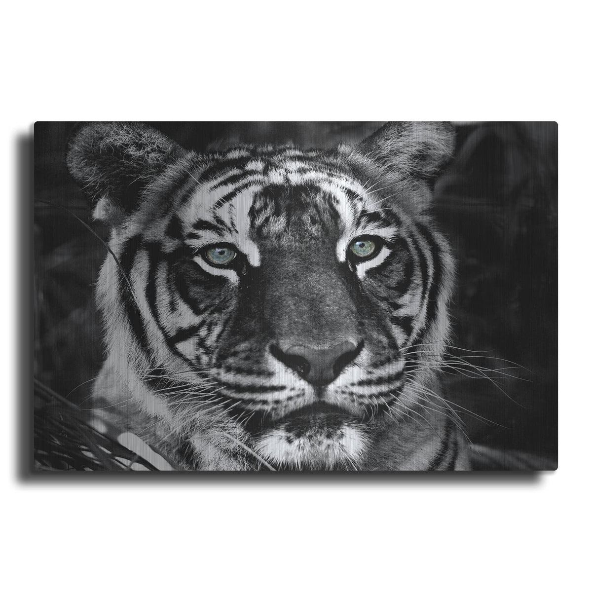 'The Observer Black & White' by Dana Brett Munach – Metal Wall Art