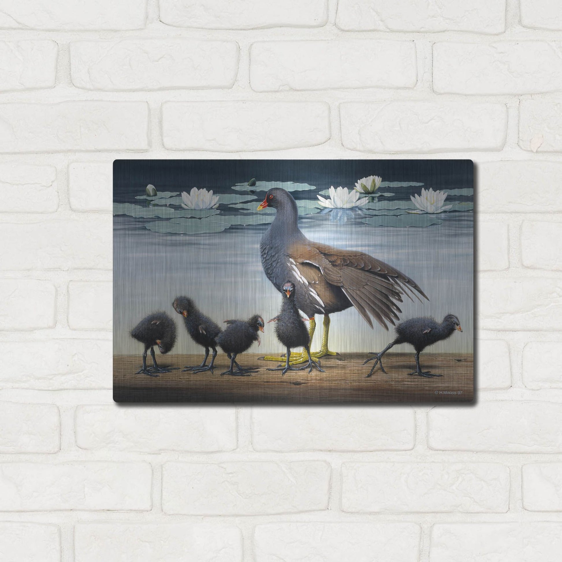 Luxe Metal Art 'Common Gallinule With Chicken And Water-Lilies' by Harro Maass, Metal Wall Art,16x12