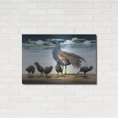 Luxe Metal Art 'Common Gallinule With Chicken And Water-Lilies' by Harro Maass, Metal Wall Art,36x24