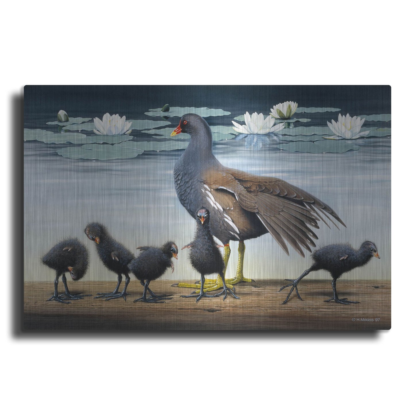 Luxe Metal Art 'Common Gallinule With Chicken And Water-Lilies' by Harro Maass, Metal Wall Art