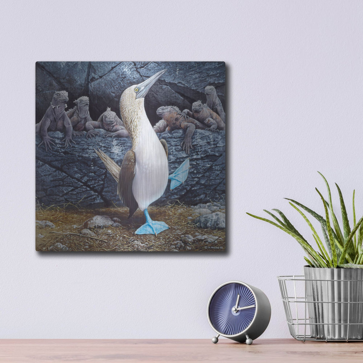 Luxe Metal Art 'Blue Footed Boobies' by Harro Maass, Metal Wall Art,12x12