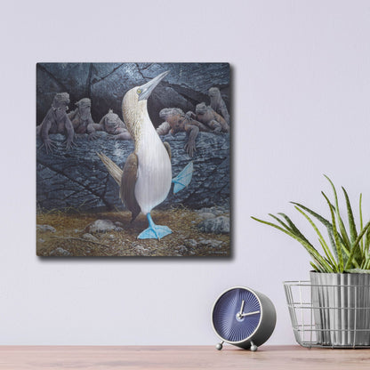 Luxe Metal Art 'Blue Footed Boobies' by Harro Maass, Metal Wall Art,12x12