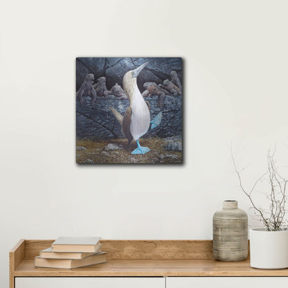 Luxe Metal Art 'Blue Footed Boobies' by Harro Maass, Metal Wall Art,12x12