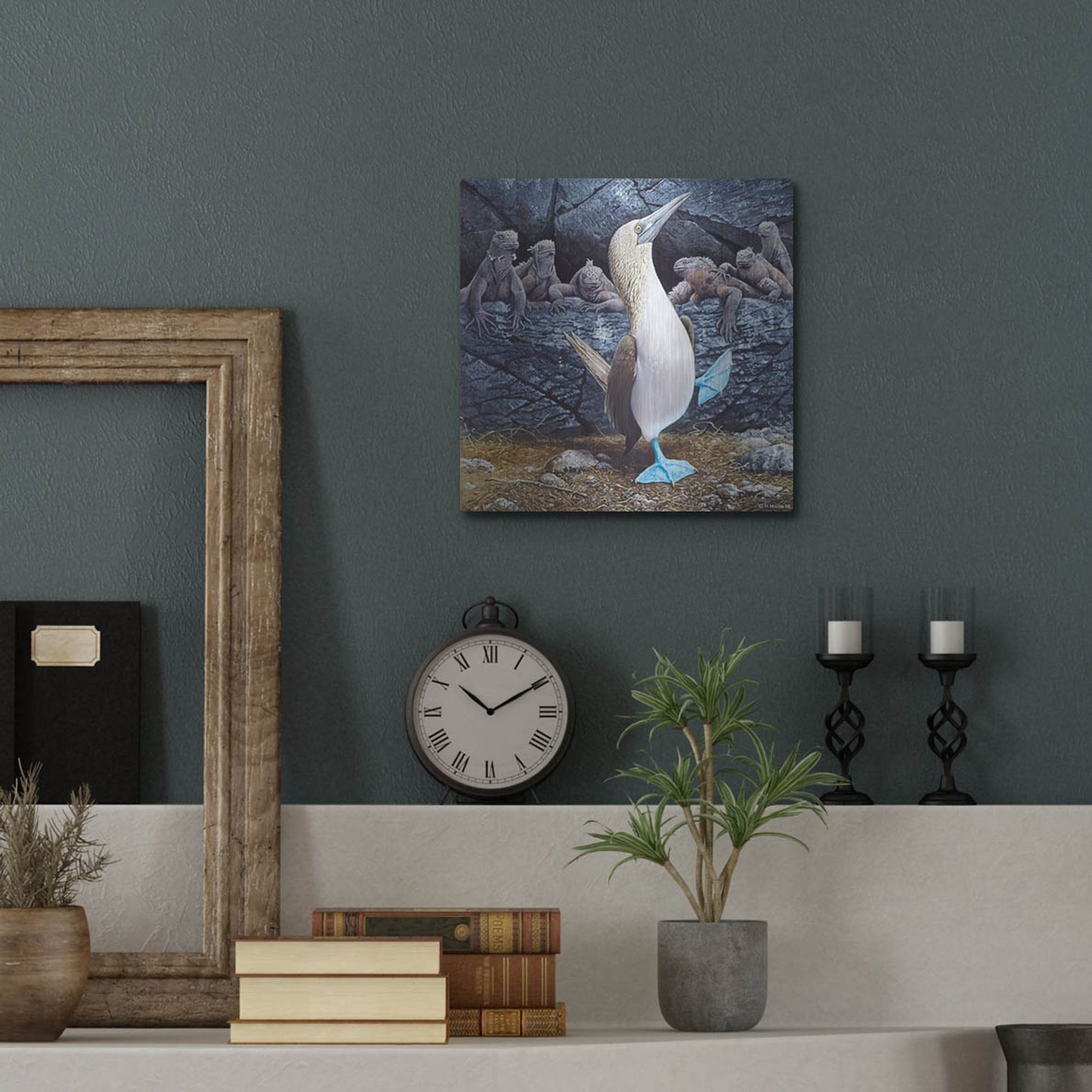 Luxe Metal Art 'Blue Footed Boobies' by Harro Maass, Metal Wall Art,12x12