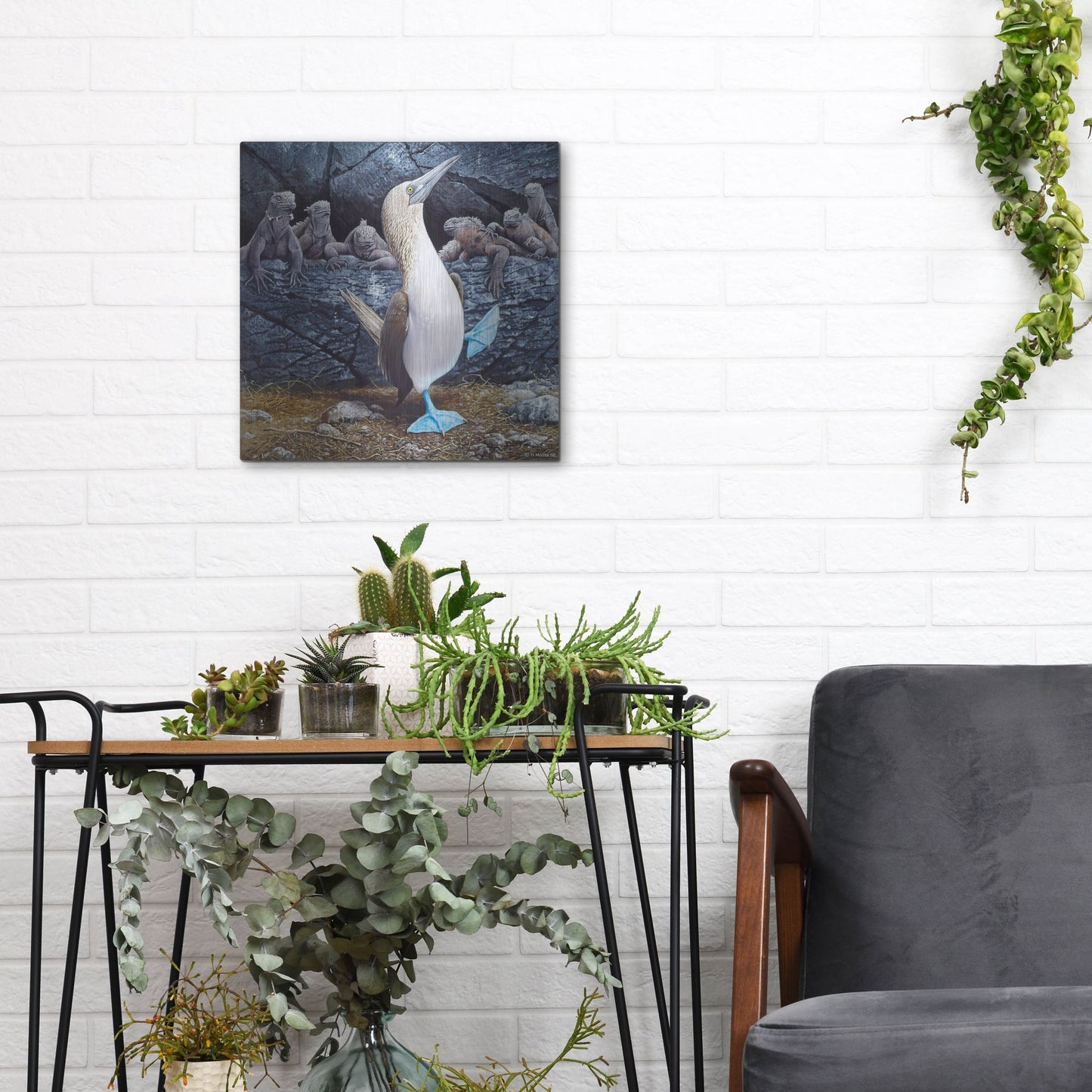 Luxe Metal Art 'Blue Footed Boobies' by Harro Maass, Metal Wall Art,12x12