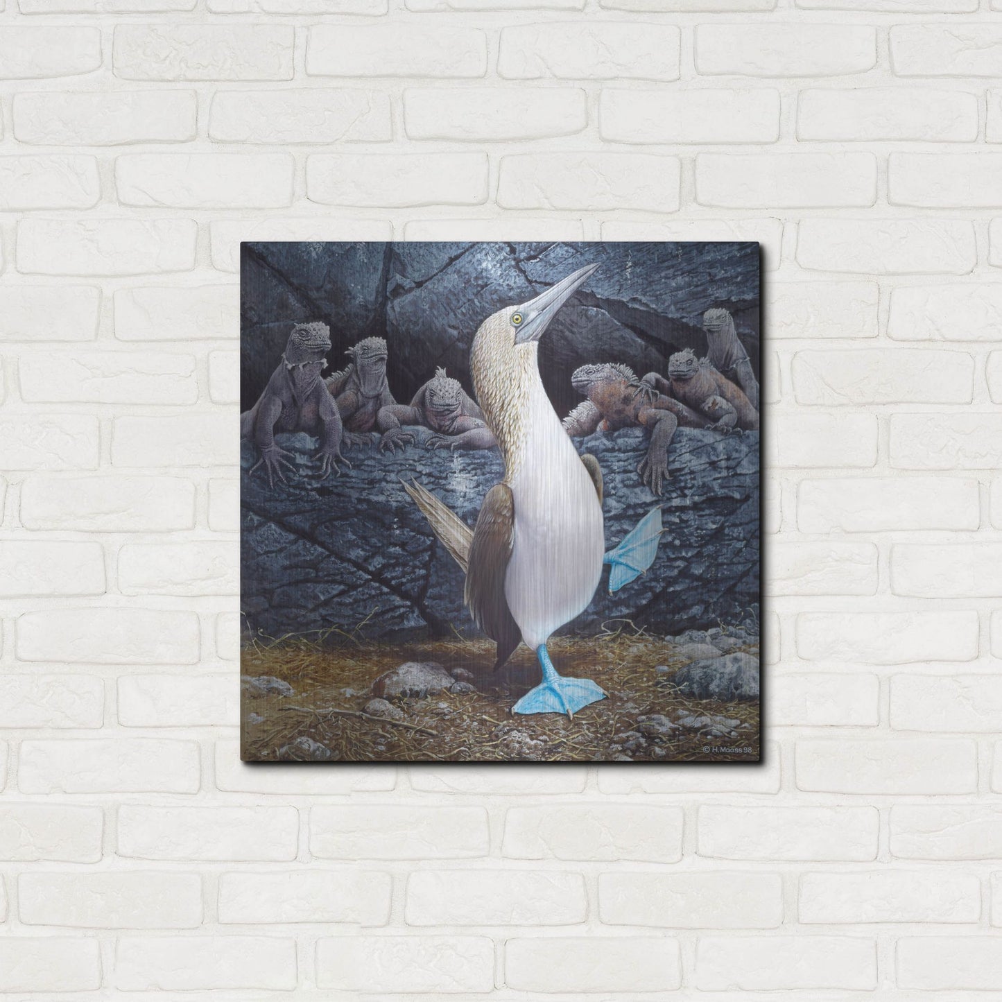 Luxe Metal Art 'Blue Footed Boobies' by Harro Maass, Metal Wall Art,24x24