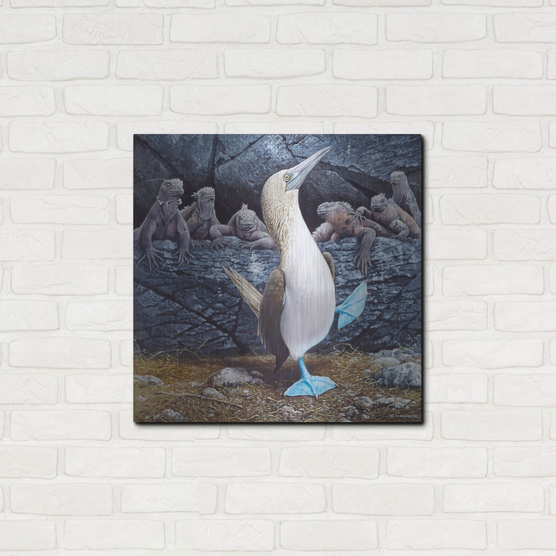 Luxe Metal Art 'Blue Footed Boobies' by Harro Maass, Metal Wall Art,24x24