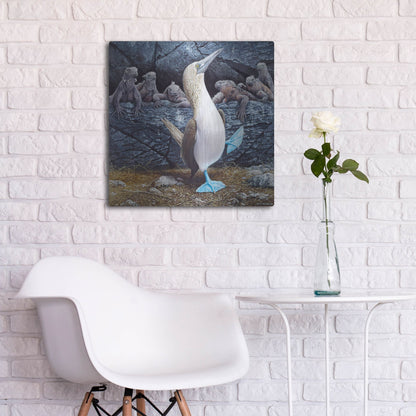 Luxe Metal Art 'Blue Footed Boobies' by Harro Maass, Metal Wall Art,24x24