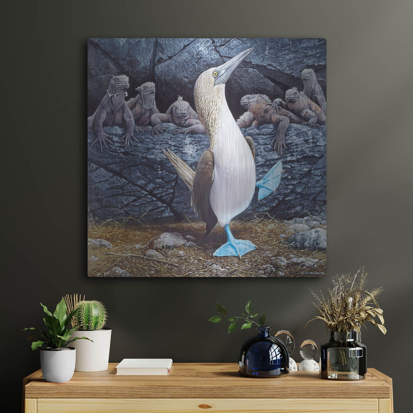 Luxe Metal Art 'Blue Footed Boobies' by Harro Maass, Metal Wall Art,24x24