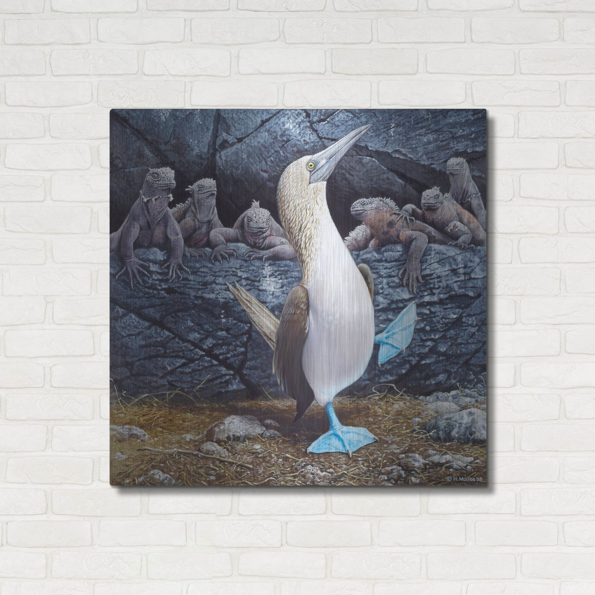 Luxe Metal Art 'Blue Footed Boobies' by Harro Maass, Metal Wall Art,36x36