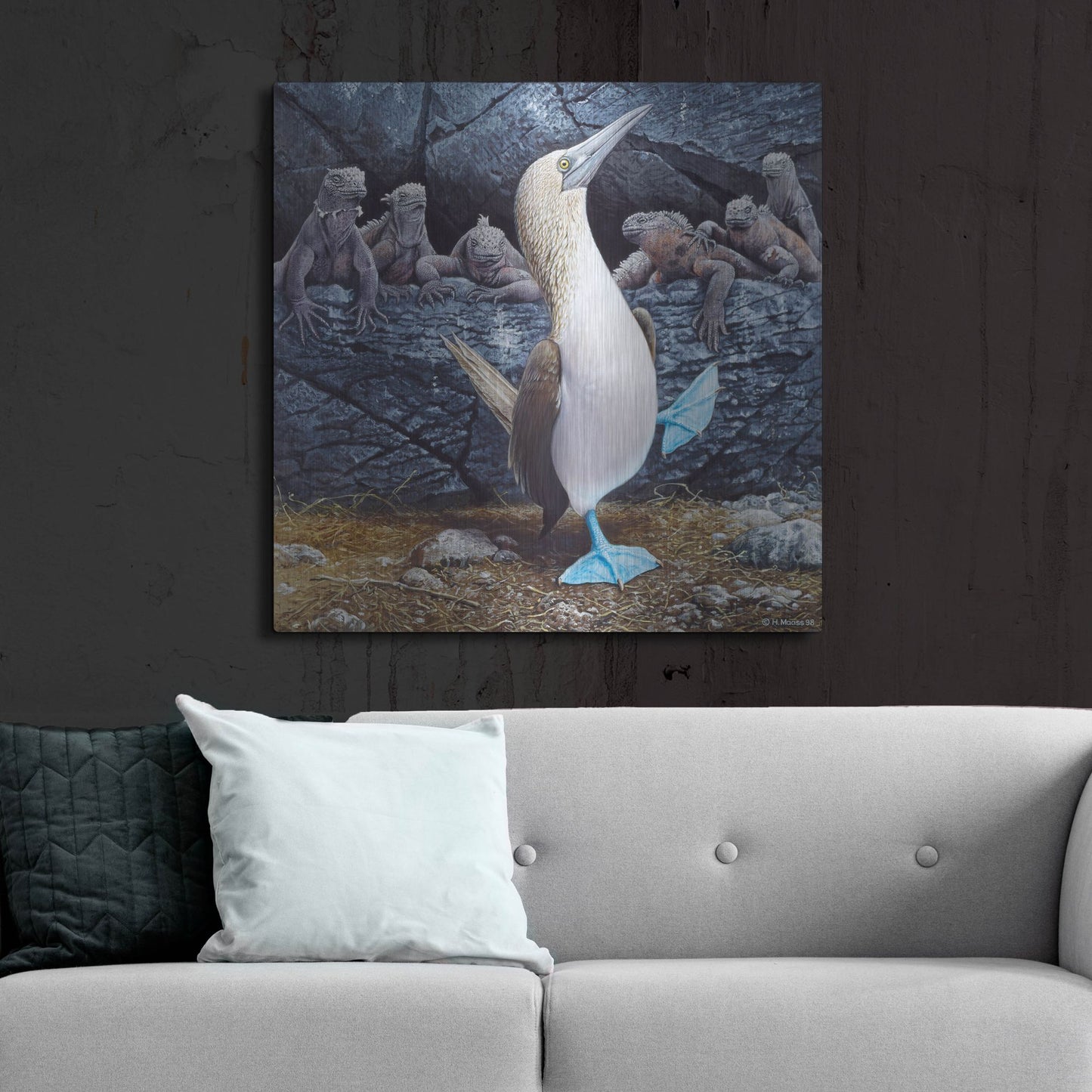 Luxe Metal Art 'Blue Footed Boobies' by Harro Maass, Metal Wall Art,36x36