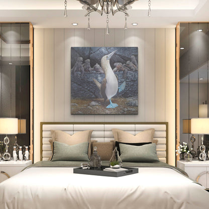 Luxe Metal Art 'Blue Footed Boobies' by Harro Maass, Metal Wall Art,36x36