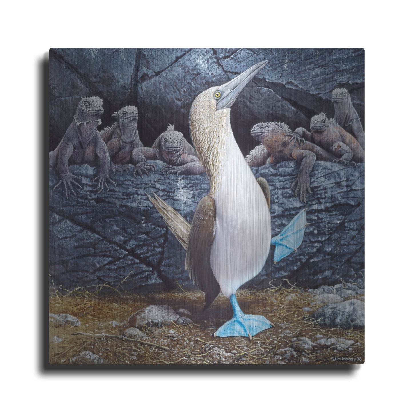 Luxe Metal Art 'Blue Footed Boobies' by Harro Maass, Metal Wall Art