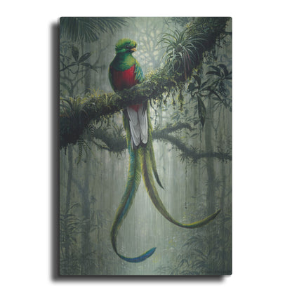 Luxe Metal Art 'Resplendent Quetzal 2' by Harro Maass, Metal Wall Art