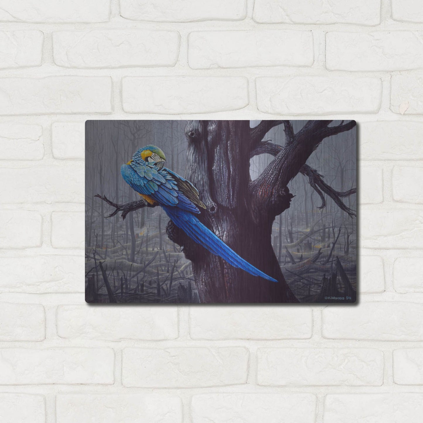 Luxe Metal Art 'Blue And Yellow Macaw In Burned Forest' by Harro Maass, Metal Wall Art,16x12