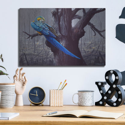Luxe Metal Art 'Blue And Yellow Macaw In Burned Forest' by Harro Maass, Metal Wall Art,16x12