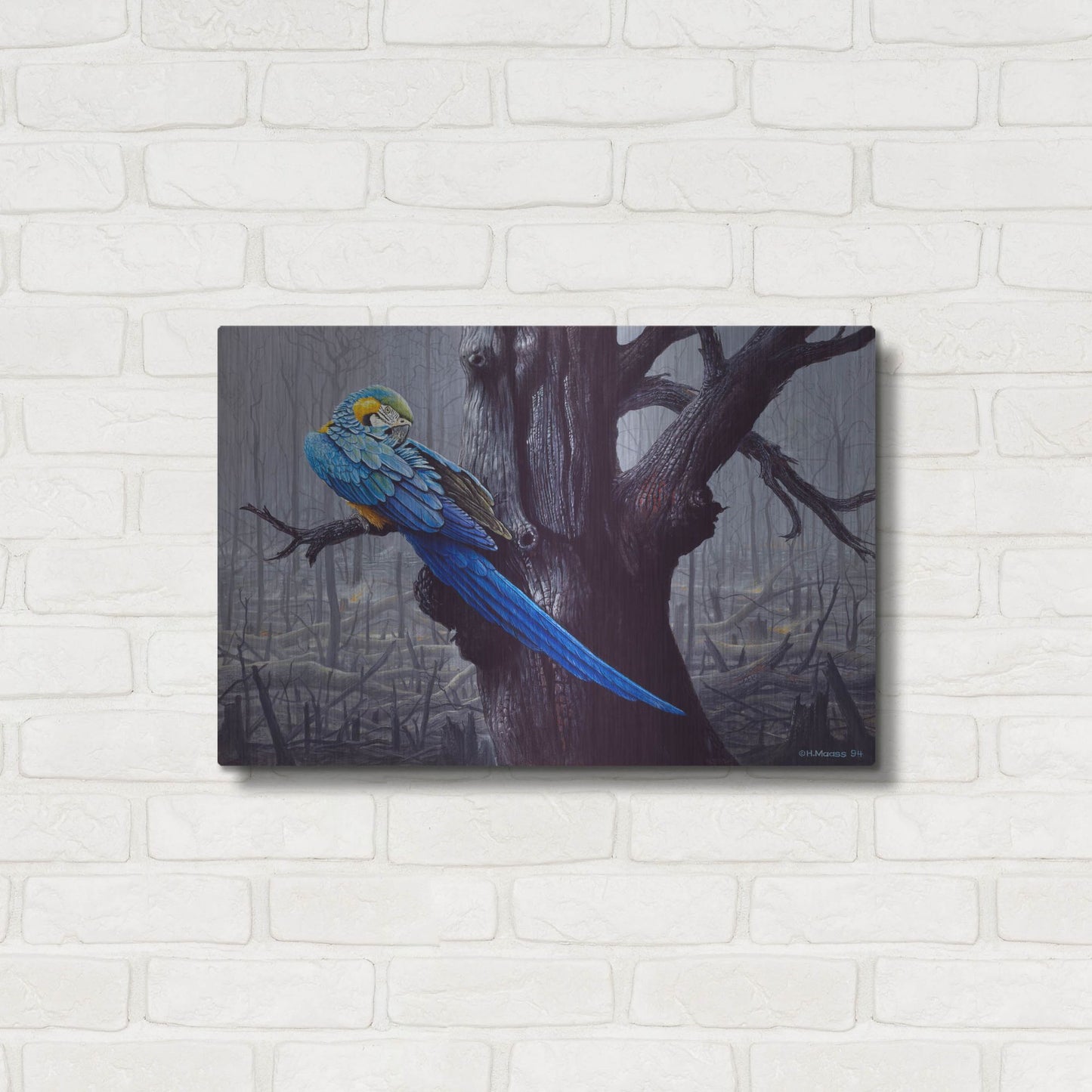 Luxe Metal Art 'Blue And Yellow Macaw In Burned Forest' by Harro Maass, Metal Wall Art,24x16