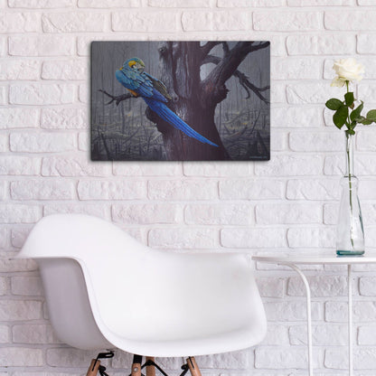 Luxe Metal Art 'Blue And Yellow Macaw In Burned Forest' by Harro Maass, Metal Wall Art,24x16