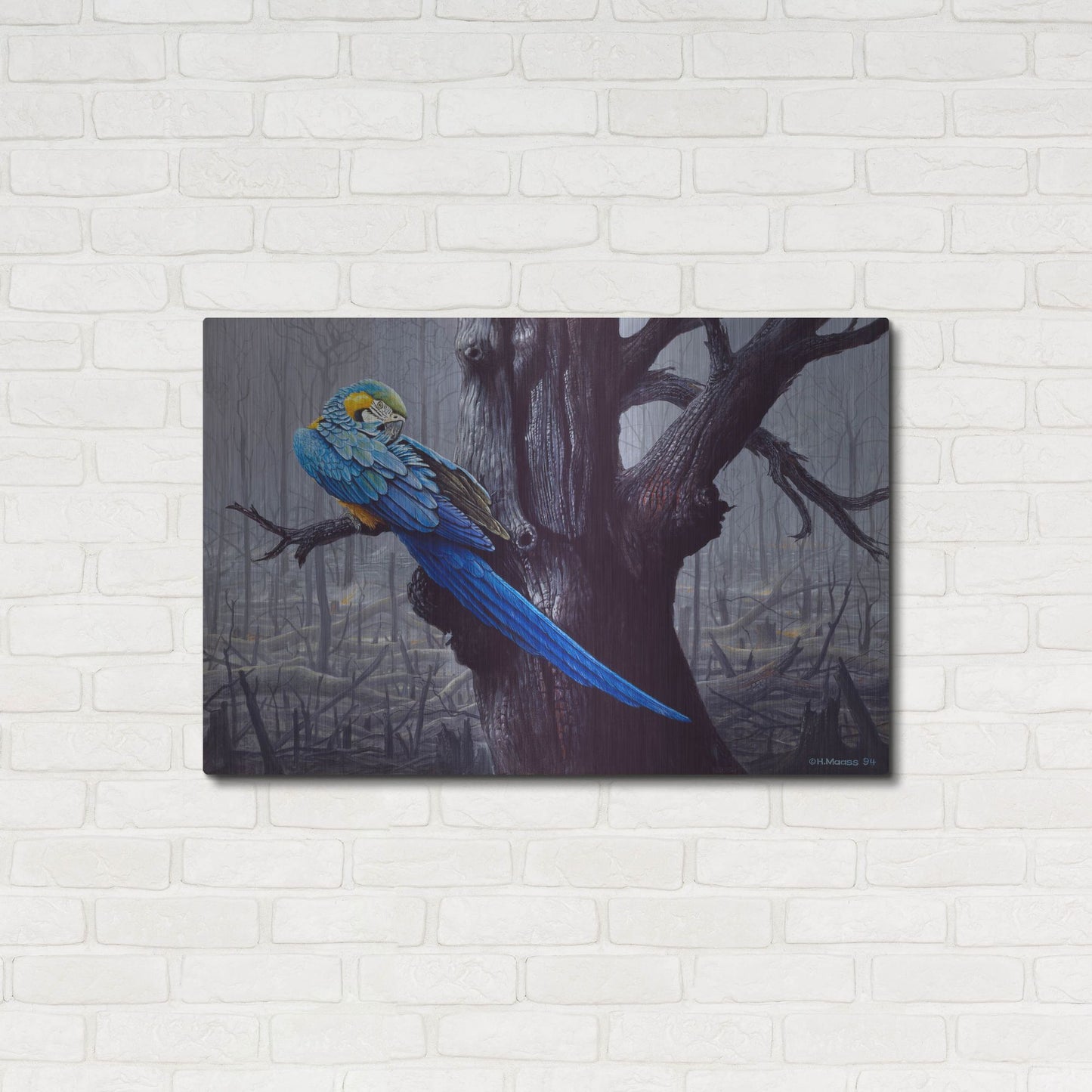 Luxe Metal Art 'Blue And Yellow Macaw In Burned Forest' by Harro Maass, Metal Wall Art,36x24