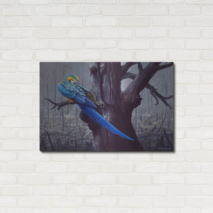 Luxe Metal Art 'Blue And Yellow Macaw In Burned Forest' by Harro Maass, Metal Wall Art,36x24