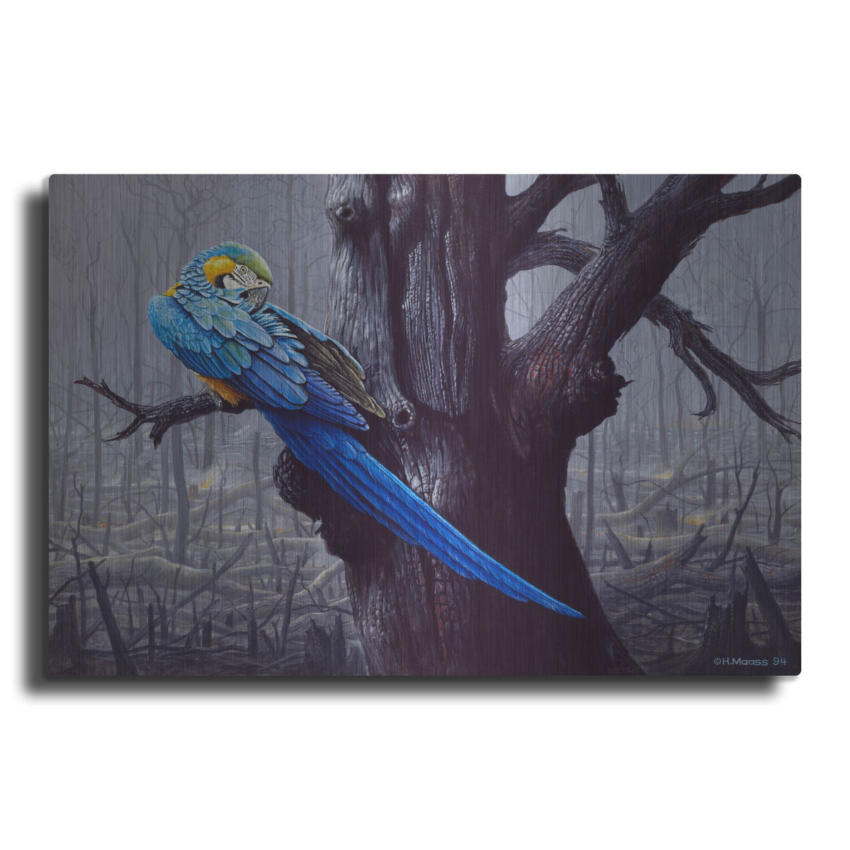 Luxe Metal Art 'Blue And Yellow Macaw In Burned Forest' by Harro Maass, Metal Wall Art