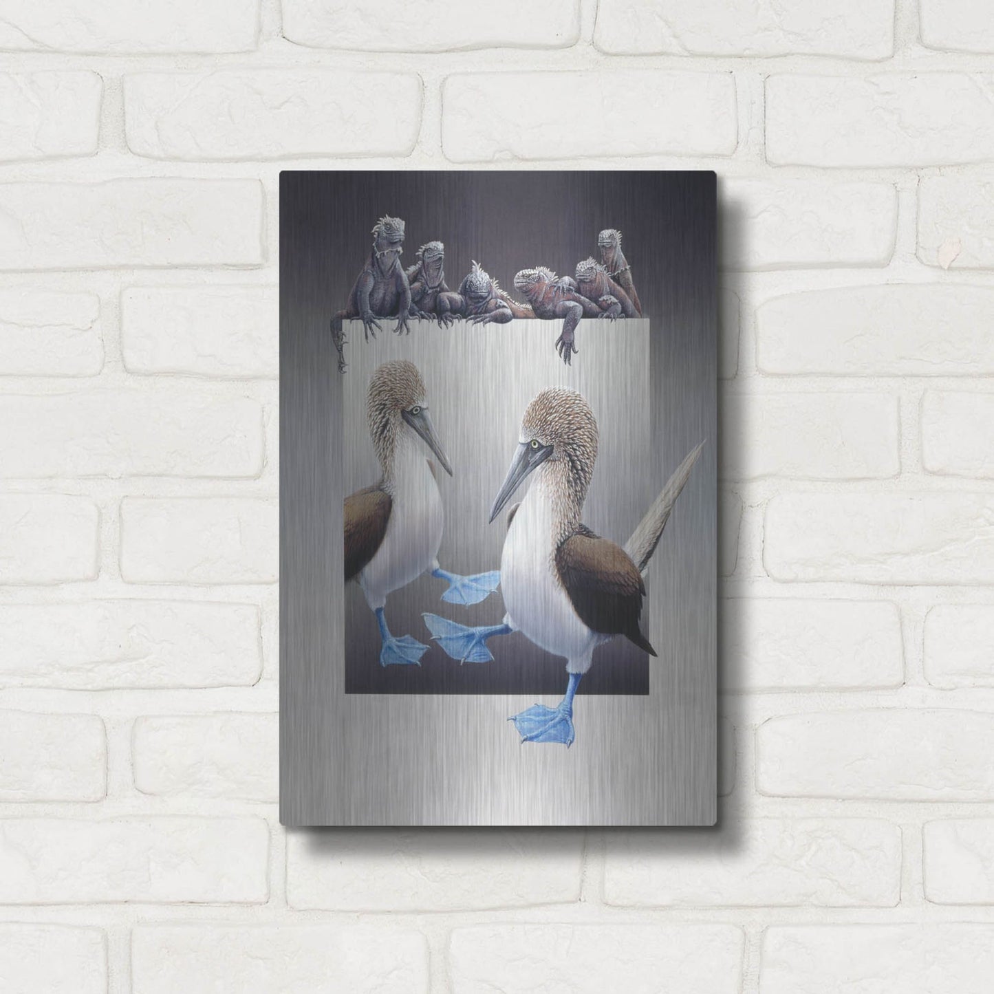 Luxe Metal Art 'Bluefooted Boobies And Marine Iguanas' by Harro Maass, Metal Wall Art,12x16