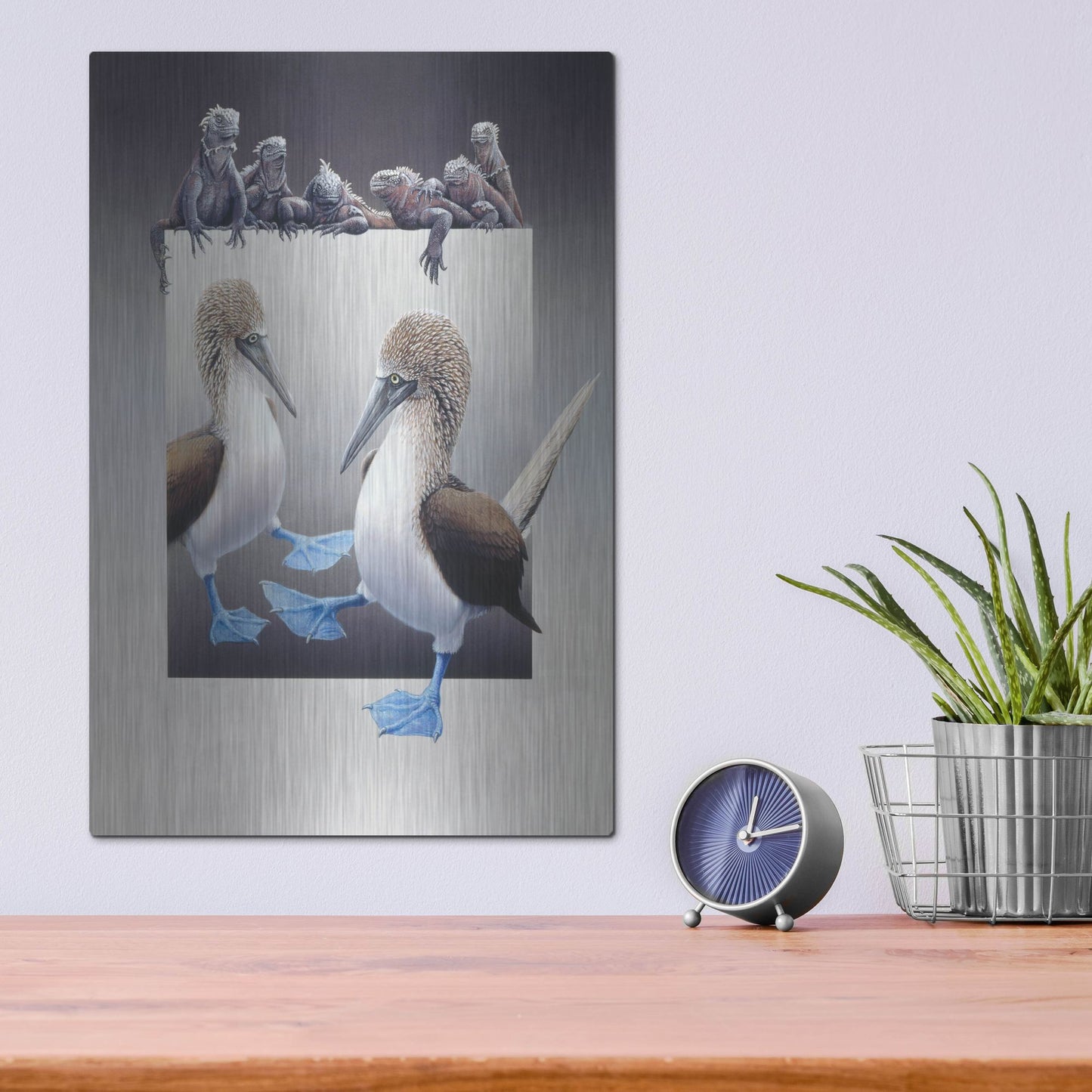 Luxe Metal Art 'Bluefooted Boobies And Marine Iguanas' by Harro Maass, Metal Wall Art,12x16