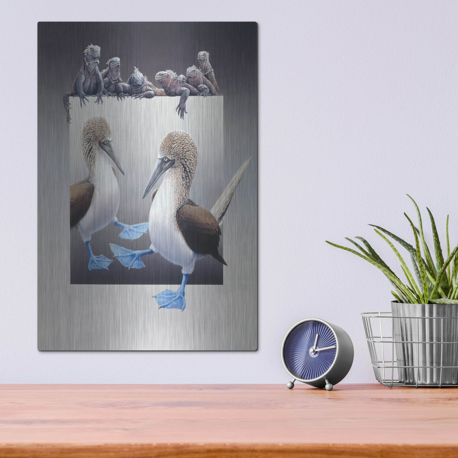 Luxe Metal Art 'Bluefooted Boobies And Marine Iguanas' by Harro Maass, Metal Wall Art,12x16