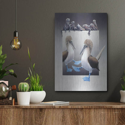 Luxe Metal Art 'Bluefooted Boobies And Marine Iguanas' by Harro Maass, Metal Wall Art,12x16