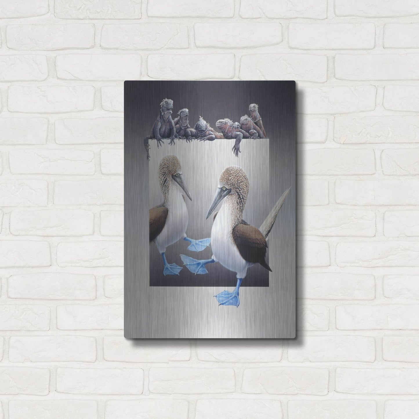 Luxe Metal Art 'Bluefooted Boobies And Marine Iguanas' by Harro Maass, Metal Wall Art,16x24
