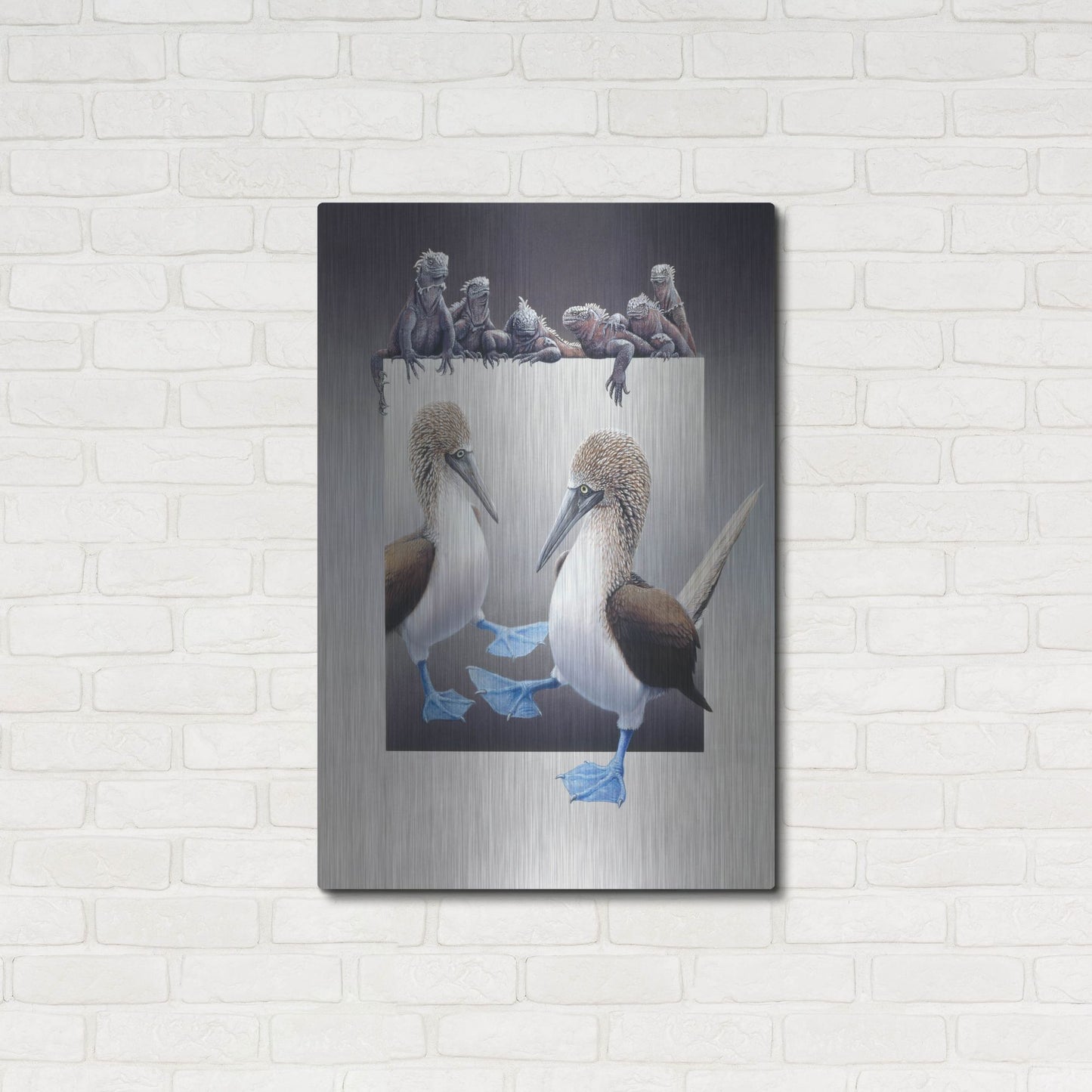 Luxe Metal Art 'Bluefooted Boobies And Marine Iguanas' by Harro Maass, Metal Wall Art,24x36