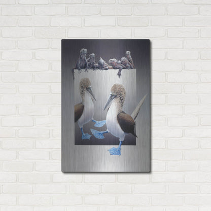 Luxe Metal Art 'Bluefooted Boobies And Marine Iguanas' by Harro Maass, Metal Wall Art,24x36
