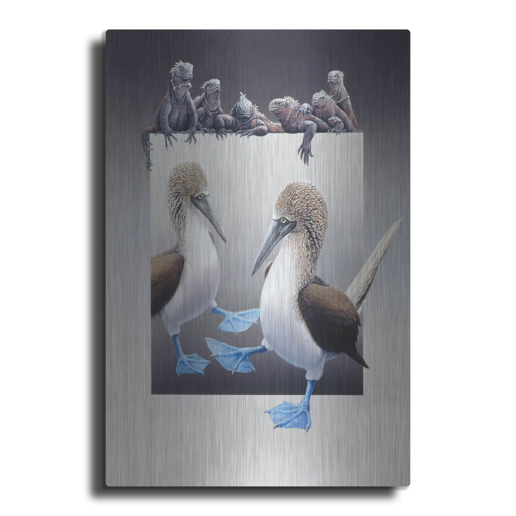 Luxe Metal Art 'Bluefooted Boobies And Marine Iguanas' by Harro Maass, Metal Wall Art