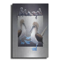Luxe Metal Art 'Bluefooted Boobies And Marine Iguanas' by Harro Maass, Metal Wall Art