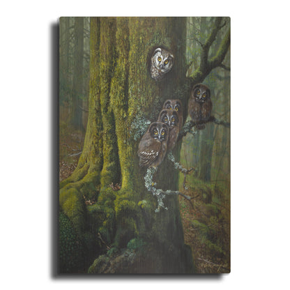 Luxe Metal Art 'Tengmalms Owls' by Harro Maass, Metal Wall Art