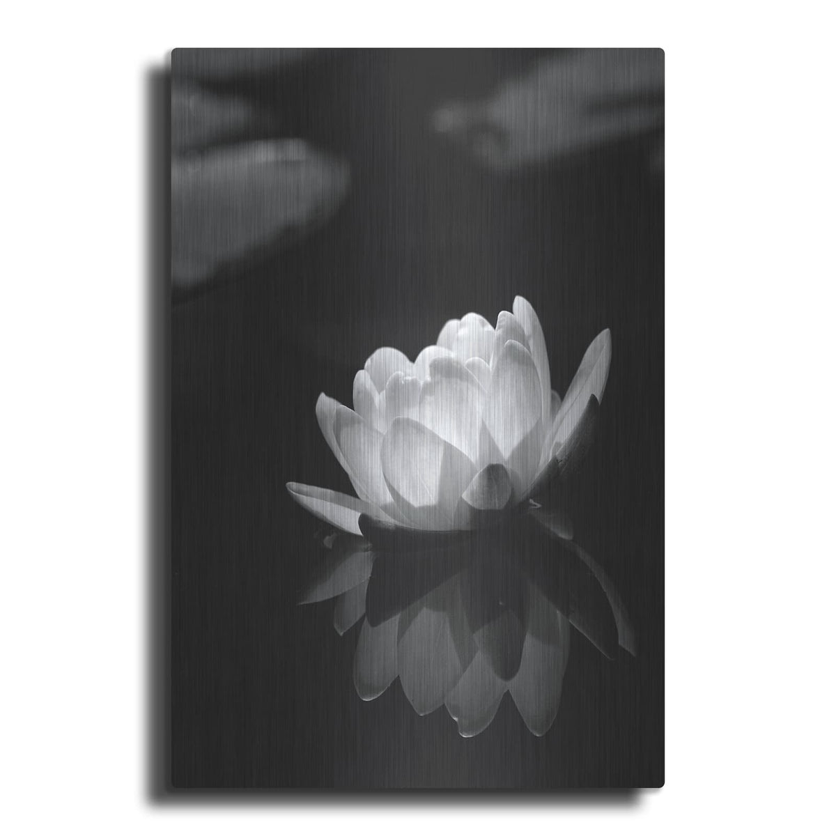 'Water Lily BW' by Istvan Nagy – Metal Wall Art