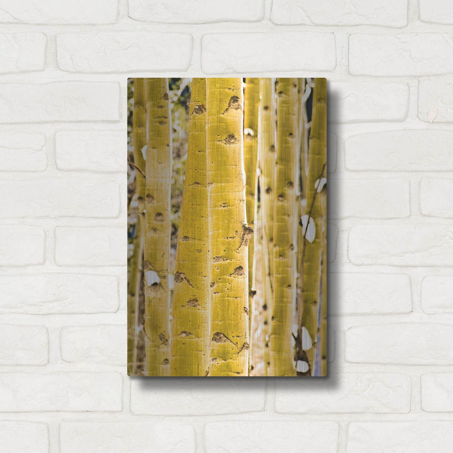 Luxe Metal Art 'Aspen Trunks' by Mark A Paulda, Metal Wall Art,12x16